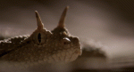 Nexsius gif.gif